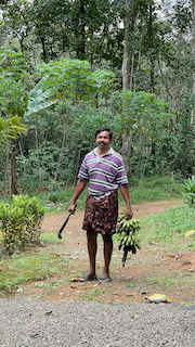 Jojo P. Jacob - owner of Prakruthi Ayurveda - working at home, carrying a harvested banana stem